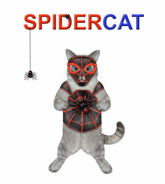 猫灰色的蜘蛛服装图片下载