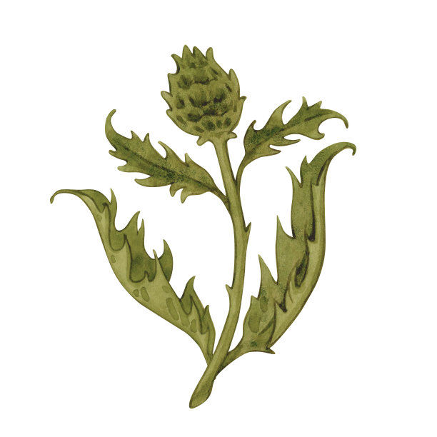 复古水彩粉红蓟，野花手绘插图。孤立的草甸草本在白色背景上。图片下载