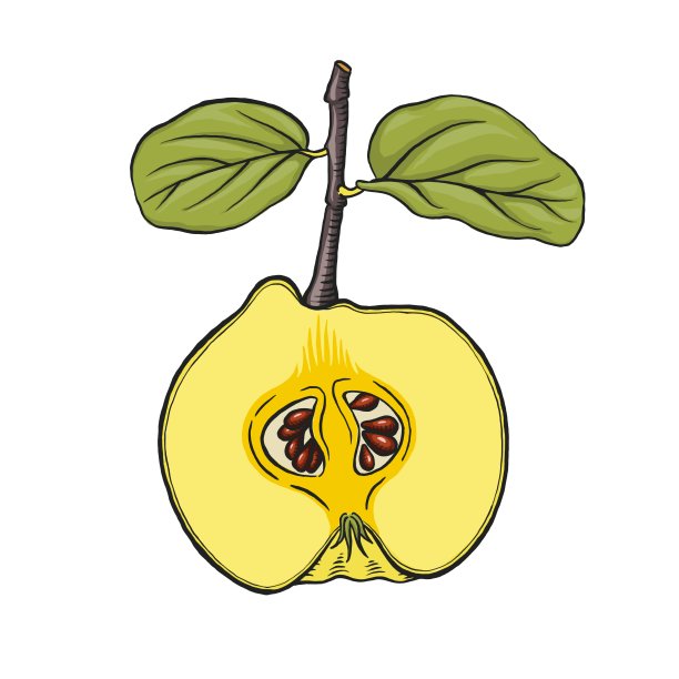 柚子苹果果，孤立在白色上。半个熟的生木瓜图片下载