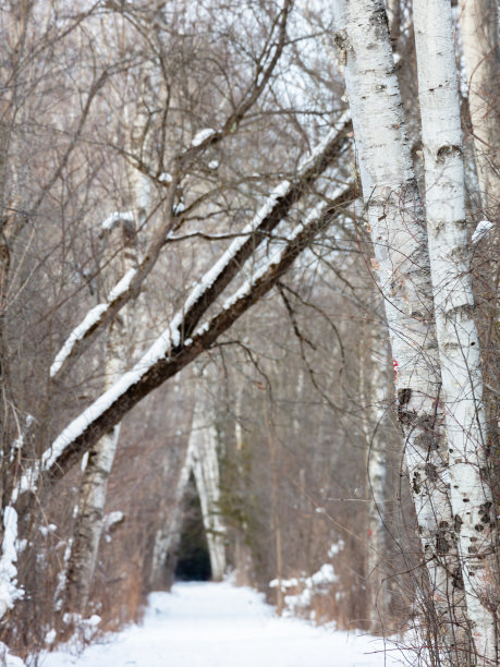 在冬天，树木成行的小路图片下载