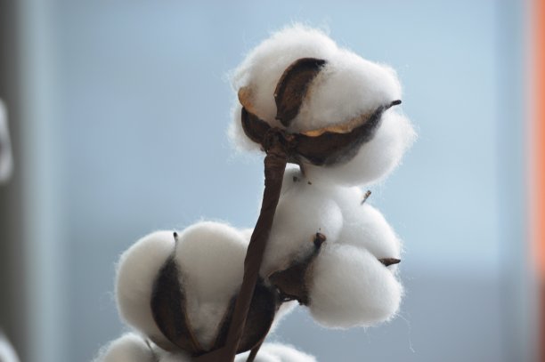 种植棉花图片下载