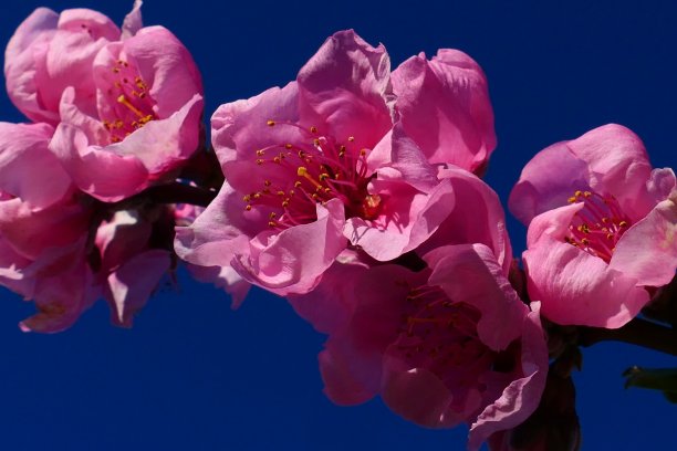 桃花盛开，周围Saint-Féliu-d'Avall, Pyrénées-Orientales图片下载