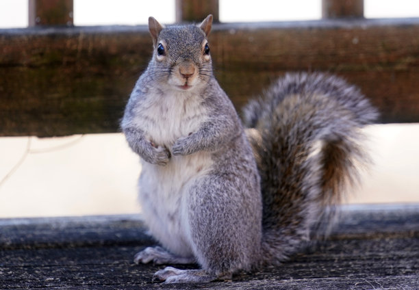 花园甲板上有松鼠图片下载