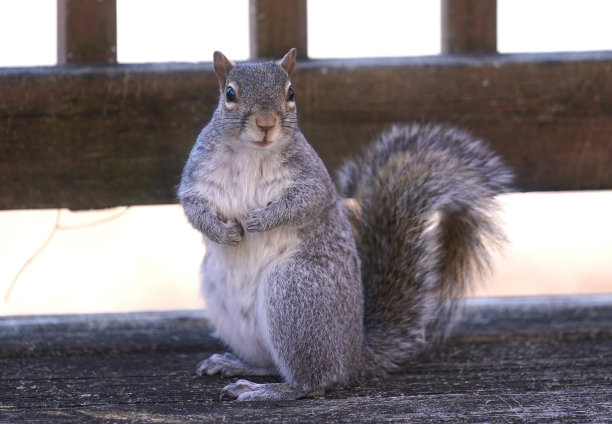 花园甲板上有松鼠图片下载