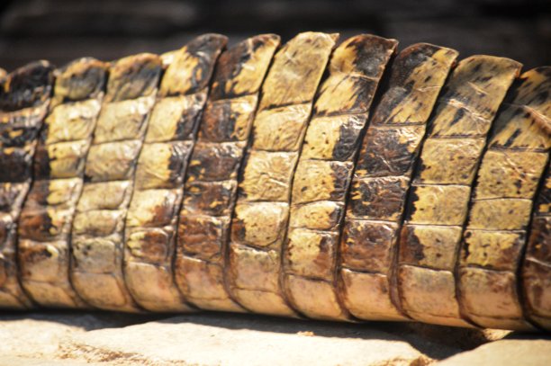 鳄鱼皮图片下载