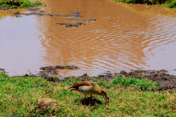 坦桑尼亚恩戈罗戈罗火山口国家公园的埃及鹅。非洲野生动物图片下载