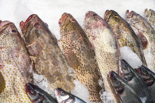海鲜：新鲜鱼，市场上的鳟鱼，新鲜捕获的鳟鱼背景图片下载