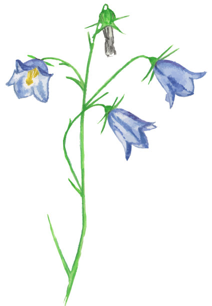 铃花小枝孤立在白色背景上图片下载