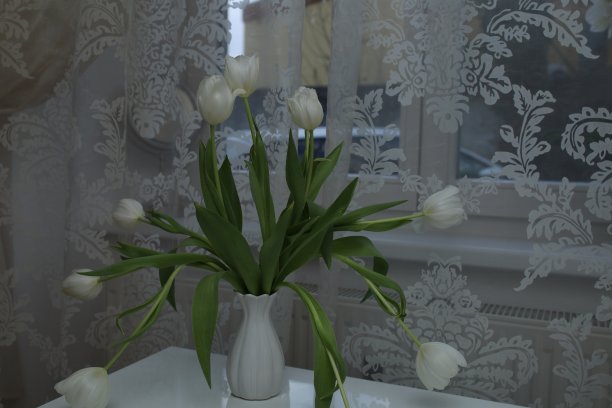 窗边桌子上的花瓶里插着一束白色郁金香图片下载