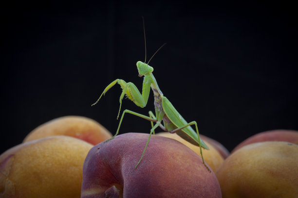 一只普通的螳螂在桃子上。微距摄影。图片下载