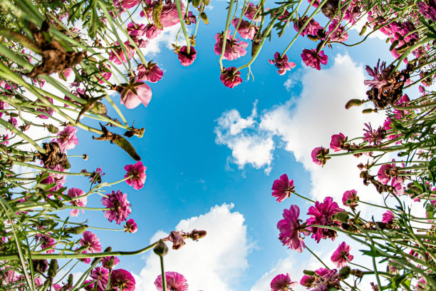 华丽的粉色和紫色花朵图片下载