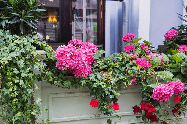 美丽的绣球花在餐厅商店的装饰中，一个明亮的花坛上摆满了许多鲜花图片下载