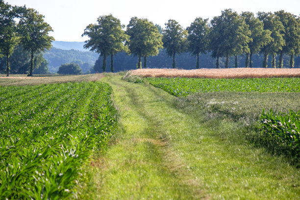 田园诗般的自然全景风景，在夏天或秋天，绿色的田野，泥泞的草地和树木和足迹穿过田野图片下载