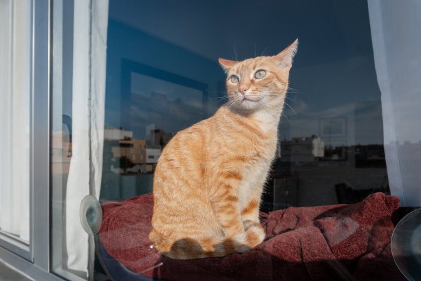 一只绿眼睛的棕色虎斑猫坐在窗后的吊床上，向外张望图片下载