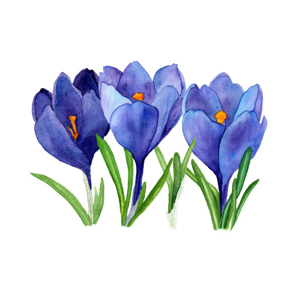水彩手绘花束的春天。蓝色的番红花。图片下载