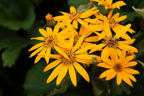 屏幕保护程序，背景和壁纸为您的桌面和广告，在照片黄色花园花在复古时尚的风格。副本的空间。选择软焦点图片下载