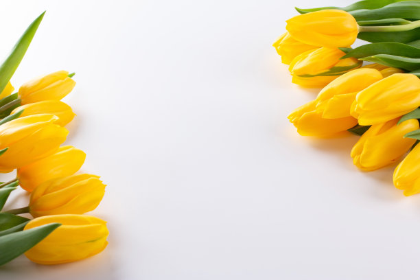 黄色的郁金香，白色背景上的春花。庆祝的概念。图片下载