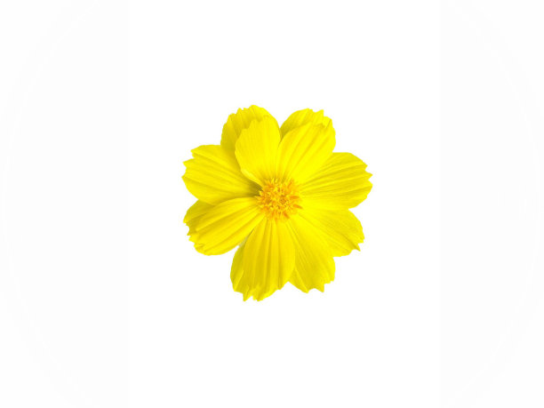 美丽明亮的黄色花朵在白色孤立的背景下图片下载