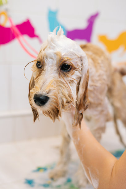 可爱的听话的卷毛拉布拉多犬的垂直特写镜头，女美容师在美容沙龙的浴室用洗发水清洗宠物。U图片下载