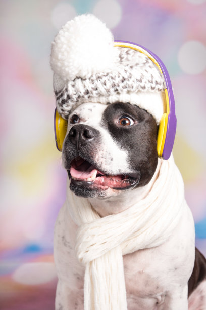 一只戴着帽子的狗用耳机听音乐。有趣的美国斯塔福德郡梗。时尚和技术图片下载