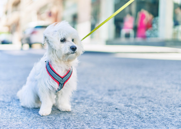 可爱的白色狗在城市的街道上。图片下载