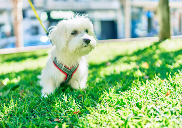 公园里可爱的白狗。图片下载