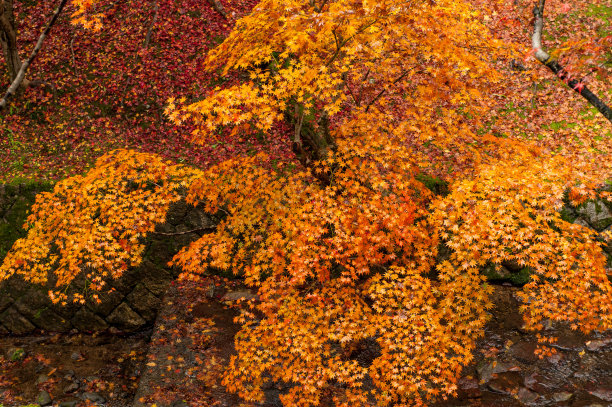 日本花园，日本京都的多彩的秋天图片下载