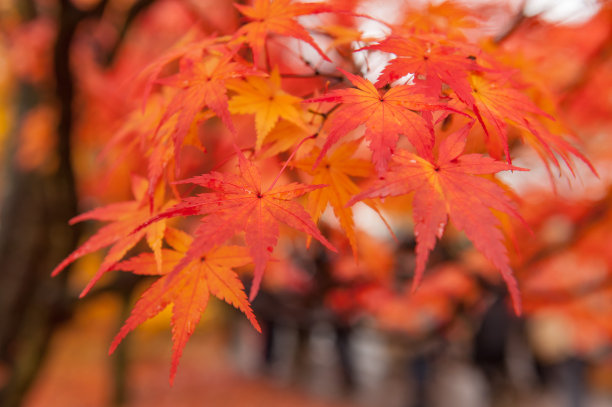 日本花园，日本京都的多彩的秋天图片下载