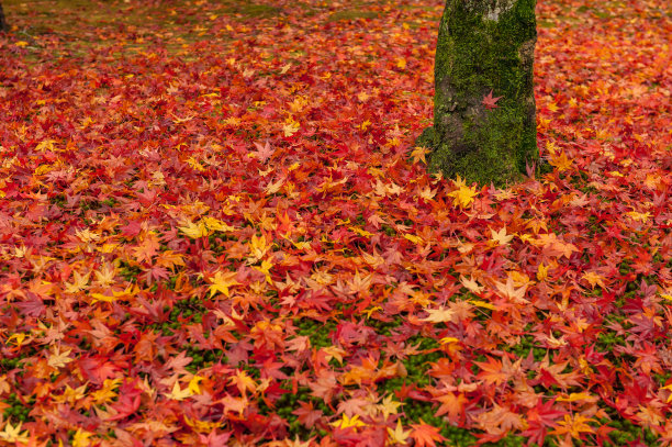 日本花园，日本京都的多彩的秋天图片下载