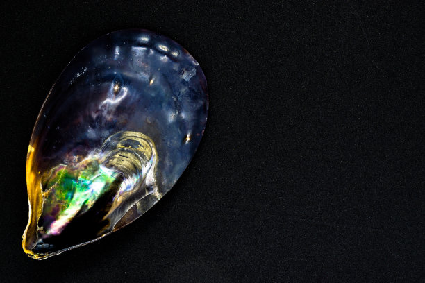 各种颜色的黑色海贝在黑色和闪亮的背景表面与自由空间。贝壳的颜色变化让人联想到空间和宇宙图片下载