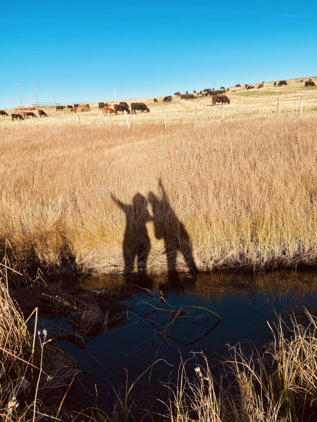 人类阴影，牛阿尔伯塔牧场图片下载