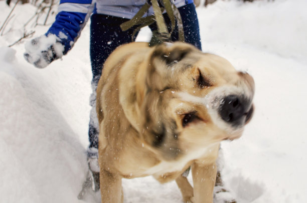 中亚牧羊人摇摇头，掸去身上的雪。模糊运动的照片。图片下载