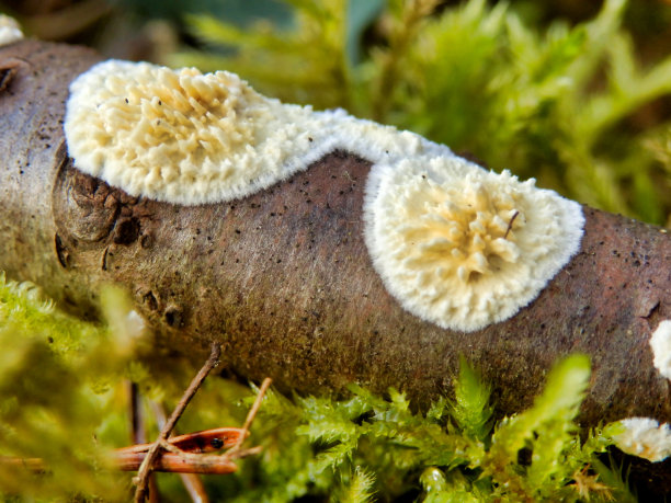 普蒂纳锥虫图片下载