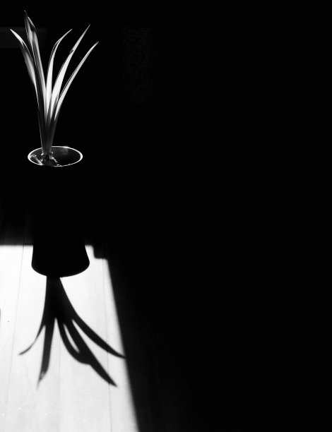 黑白植物和阴影图片下载