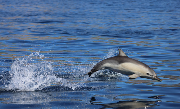 小海豚跳跃图片下载