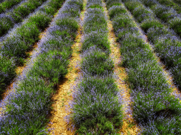 一片薰衣草盛开着鲜艳的紫色。在2021年7月花期期间图片下载