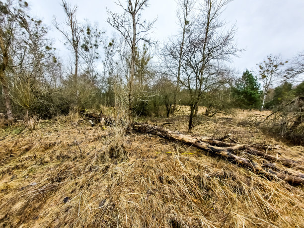 森林遭到风暴破坏图片下载