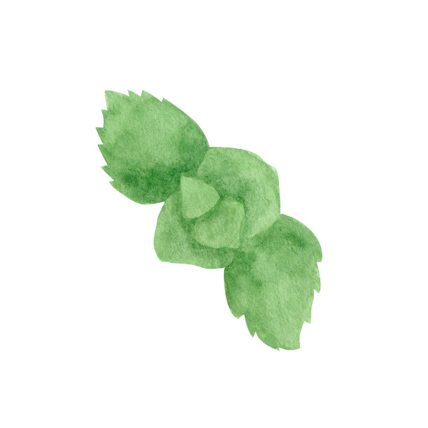 水彩薄荷画，夏日派对。植物插图草图片下载