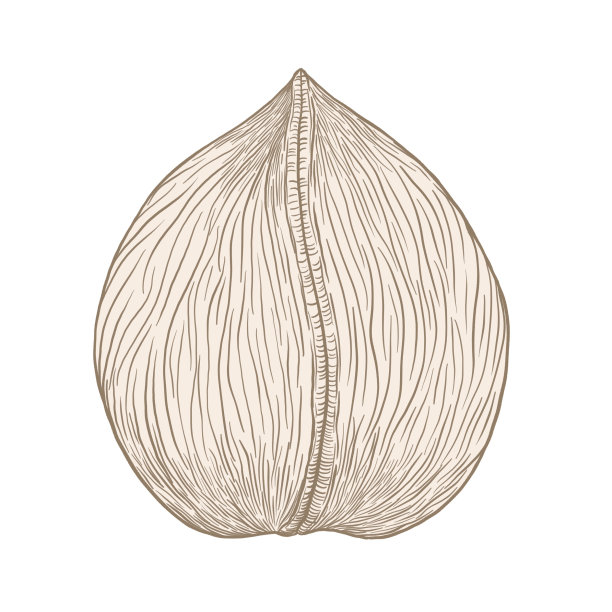 一个简单的胡桃木插图，米色在白色的背景图片下载