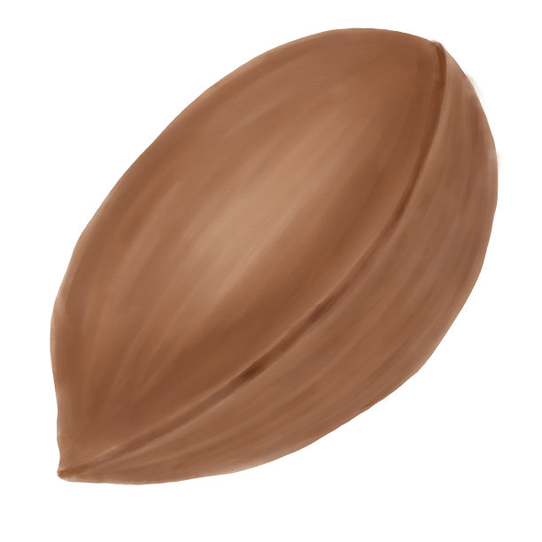 棕色山核桃壳，水彩插图图片下载