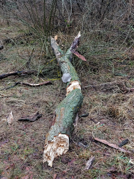树木被暴风雨和飓风连根拔起图片下载