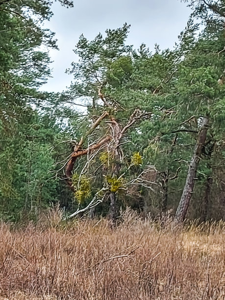 树木被暴风雨和飓风连根拔起图片下载