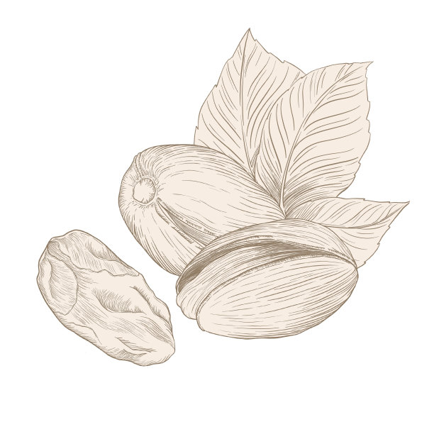 坚果，开心果，白色背景上的米色插图的组成图片下载