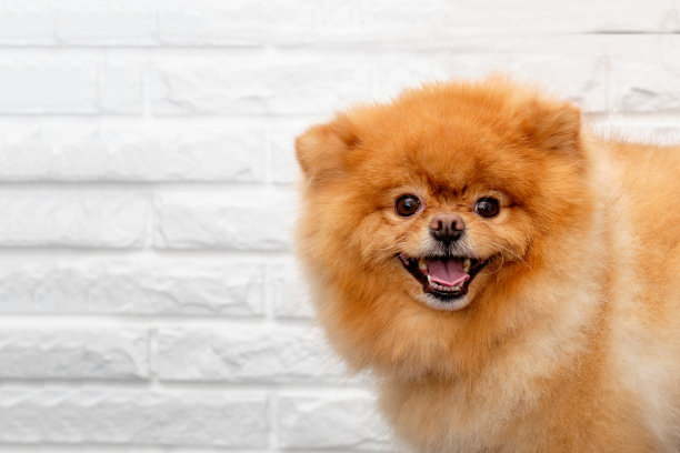 一个红发博美犬的肖像在一个白色的砖背景的特写图片下载