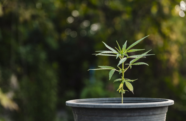 为农业综合企业在花园里种植年轻的大麻植物或盆栽大麻植物。图片下载
