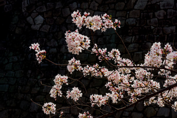 樱花或樱花与黑暗的岩石墙背景图片下载