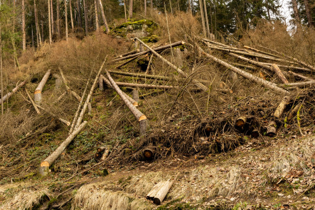 易北砂岩山上倒下的树木图片下载