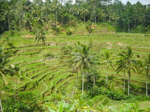 稻田在美丽的热带棕榈树之间。乌布。巴厘岛图片下载