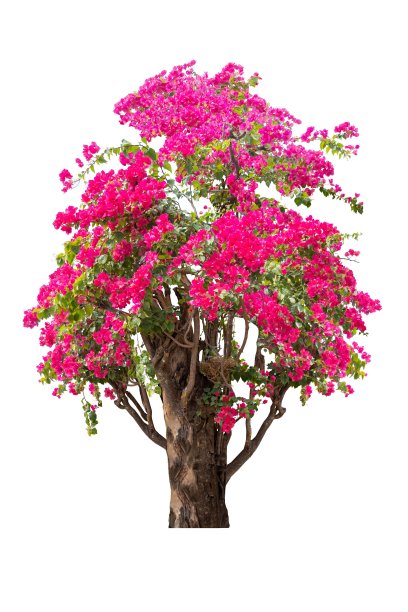 大的灌木花，粉红色三角梅的蔓生灌木，热带花藤景观植物。图片下载