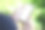 年轻人坐在公园里玩智能手机。广告空白屏幕。图片下载